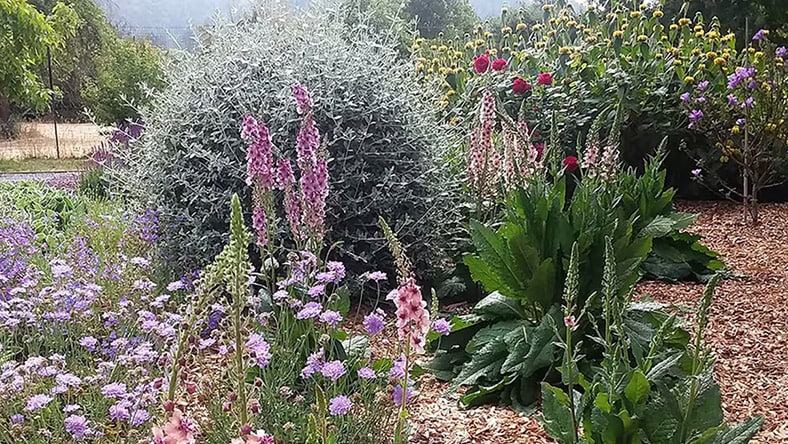 Garden design in northern California