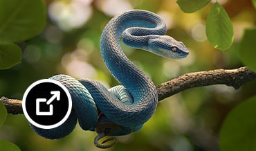 Slithering blue snake hanging on a tree branch 